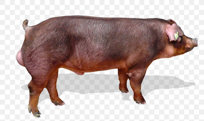 Danish Landrace Pig Duroc Pig Piétrain Danish Protest Pig, PNG, 800x486px, Danish Landrace Pig, Animal, Breed, Cattle, Cattle Like Mammal Download Free