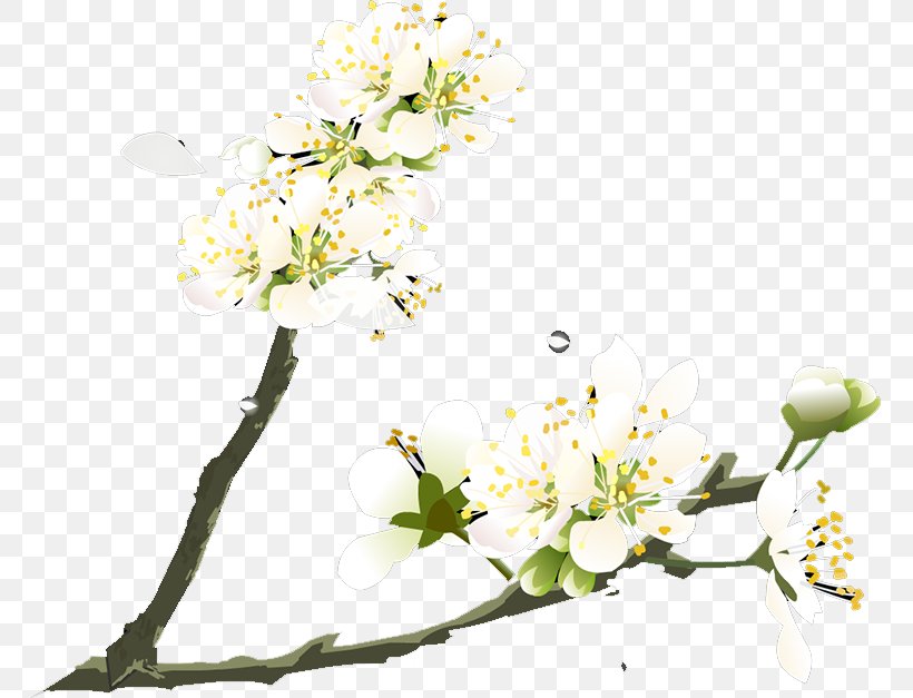 Flower Plum Blossom Petal, PNG, 765x627px, Flower, Ameixeira, Blossom, Branch, Cherry Blossom Download Free