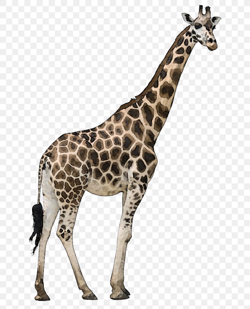 Reticulated Giraffe Stock Photography Masai Giraffe Ruminant Even-toed Ungulate, PNG, 640x1011px, Reticulated Giraffe, Animal, Animal Figure, Eventoed Ungulate, Fauna Download Free