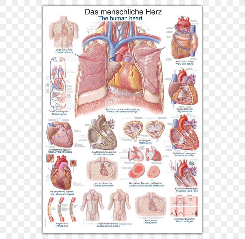 Anatomy Human Heart Human Body The Human Skeleton, PNG, 800x800px, Watercolor, Cartoon, Flower, Frame, Heart Download Free