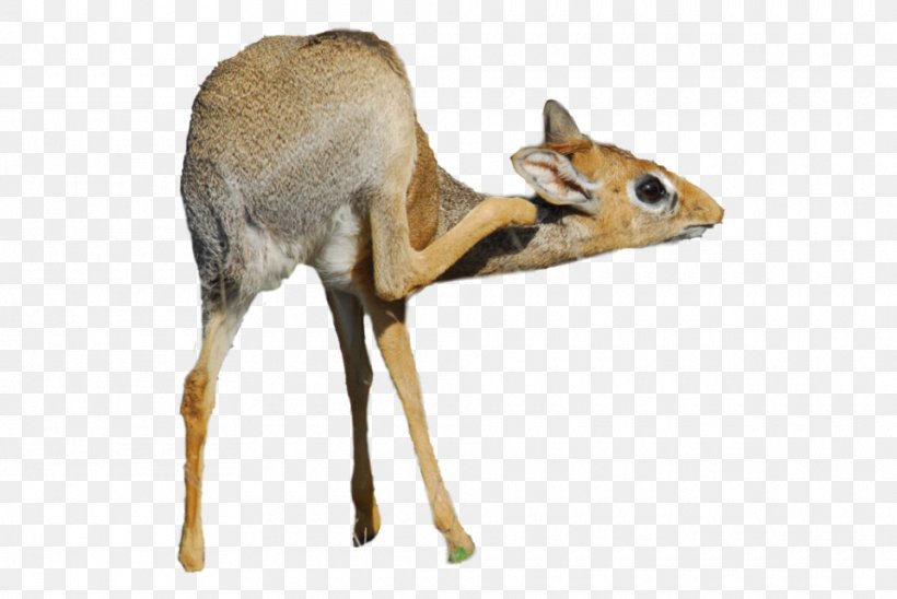 Antelope Dik-dik White-tailed Deer Animal, PNG, 960x642px, Antelope, African Art, Animal, Antler, Art Download Free
