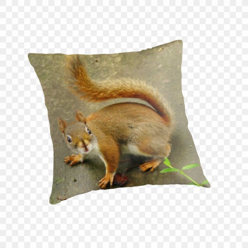 Chipmunk American Red Squirrel Black Squirrel, PNG, 875x875px, Chipmunk, Aesthetics, American Red Squirrel, Black Squirrel, Cushion Download Free
