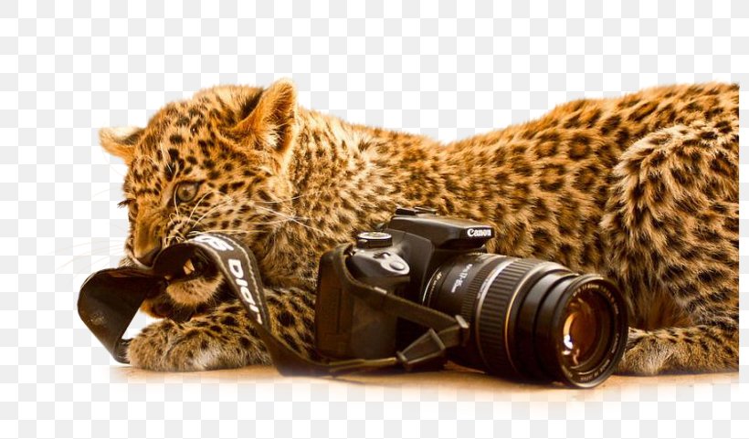 Leopard Cheetah Ranthambore National Park Black Panther Jaguar, PNG, 800x481px, Leopard, Big Cats, Black Panther, Camera, Carnivoran Download Free