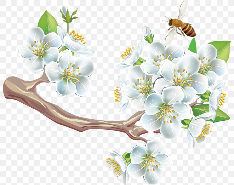 Adobe Acrobat PDF Clip Art, PNG, 800x648px, Adobe Acrobat, Blossom, Branch, Cherry Blossom, Cut Flowers Download Free