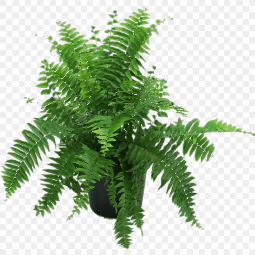 Fern Nephrolepis Exaltata Houseplant Nephrolepis Obliterata, PNG, 1000x1000px, Fern, Container, Ferns And Horsetails, Flower, Flowerpot Download Free