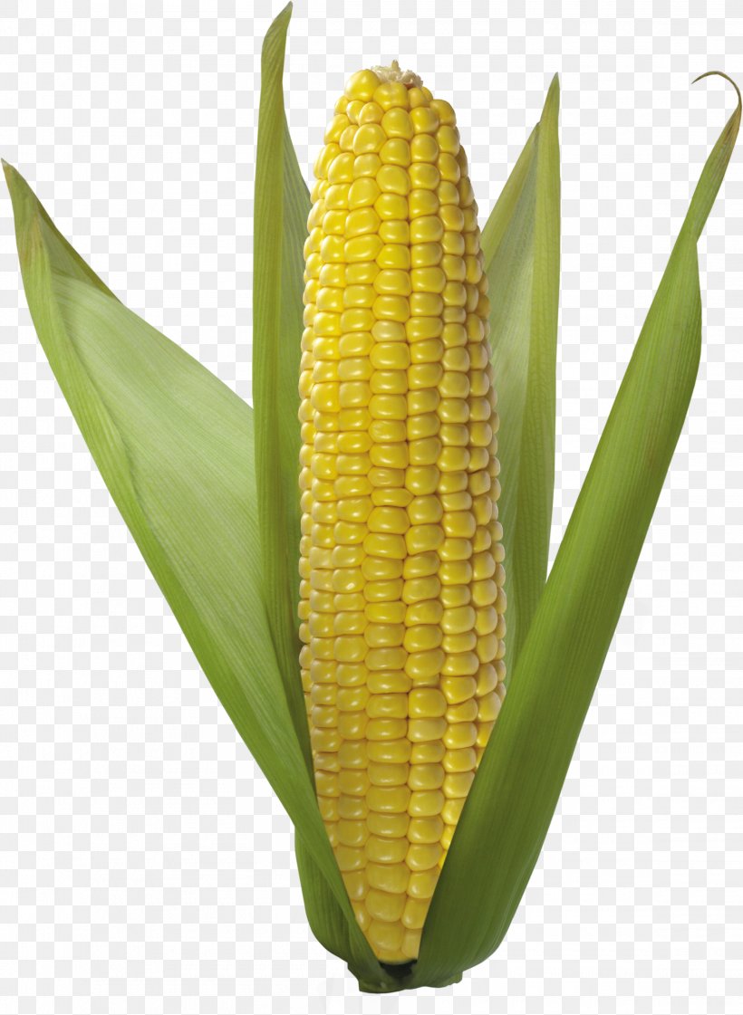 Flint Corn Sweet Corn, PNG, 2315x3167px, Flint Corn, Commodity, Corn Kernels, Corn On The Cob, Dent Corn Download Free