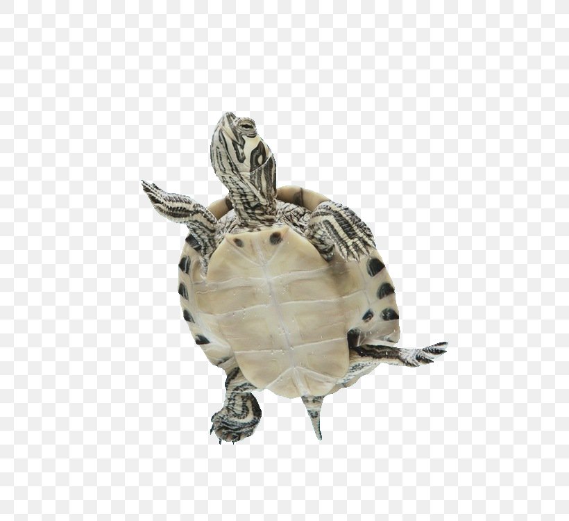 Box Turtles Sea Turtle Tortoise Reptile, PNG, 499x750px, Box Turtles, Box Turtle, Cuteness, Dust Bathing, Elephantidae Download Free
