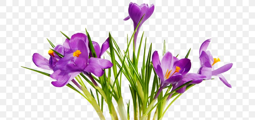 Flower Clip Art, PNG, 700x388px, Flower, Crocus, Cut Flowers, Display Resolution, Flower Bouquet Download Free