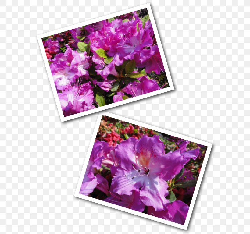 Flower Lilac Violet Purple Floral Design, PNG, 600x768px, Flower, Flora, Floral Design, Flowering Plant, Lavender Download Free
