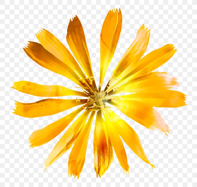 Flower Yellow Petal Image Painting, PNG, 800x779px, Flower, Calendula, Daisy Family, Dandelion, Drawing Download Free