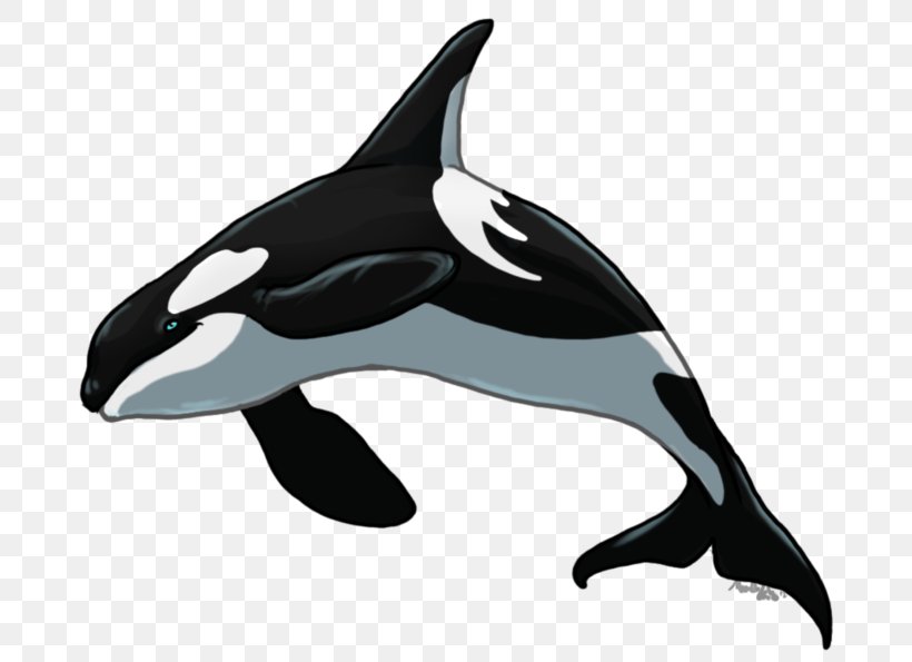 Killer Whale Short-beaked Common Dolphin Rough-toothed Dolphin Tucuxi White-beaked Dolphin, PNG, 743x595px, Killer Whale, Cetacea, Common Dolphin, Dolphin, Fin Download Free