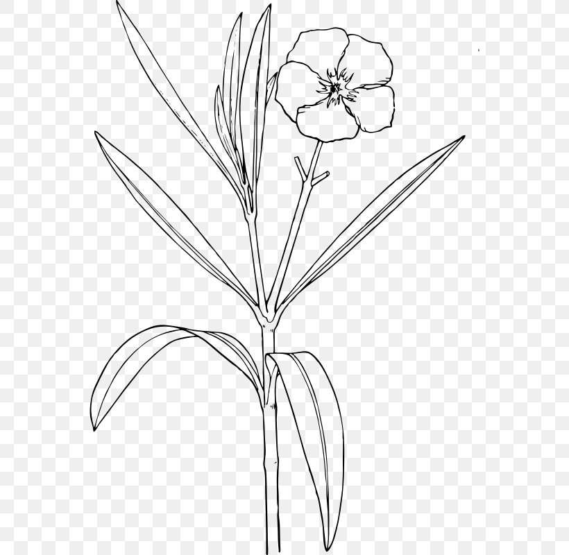 Oleander Drawing Flower Shrub Clip Art, PNG, 562x800px, Oleander, Area, Black And White, Botanical Illustration, Branch Download Free