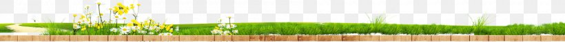 Wheatgrass Green Water Close-up Wallpaper, PNG, 1920x147px, Wheatgrass, Close Up, Closeup, Computer, Grass Download Free
