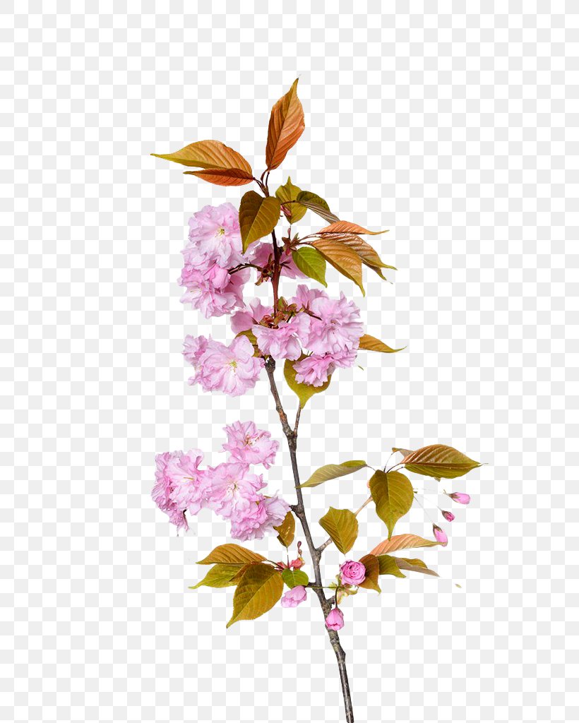 Cherry Blossom Branch Floral Design, PNG, 683x1024px, Cherry Blossom, Blossom, Branch, Cerasus, Cherry Download Free