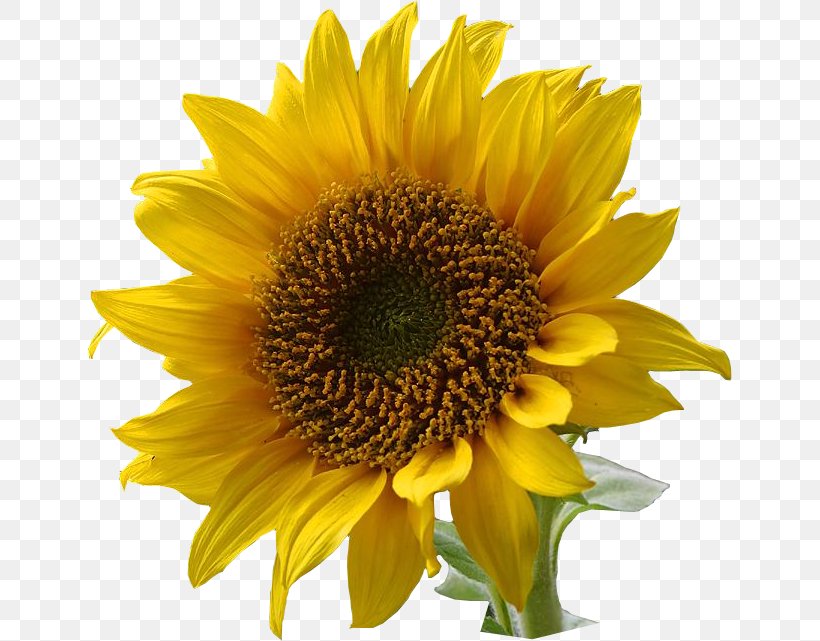 Flower Clip Art, PNG, 645x641px, Common Sunflower, Animation, Annual Plant, Color, Daisy Family Download Free