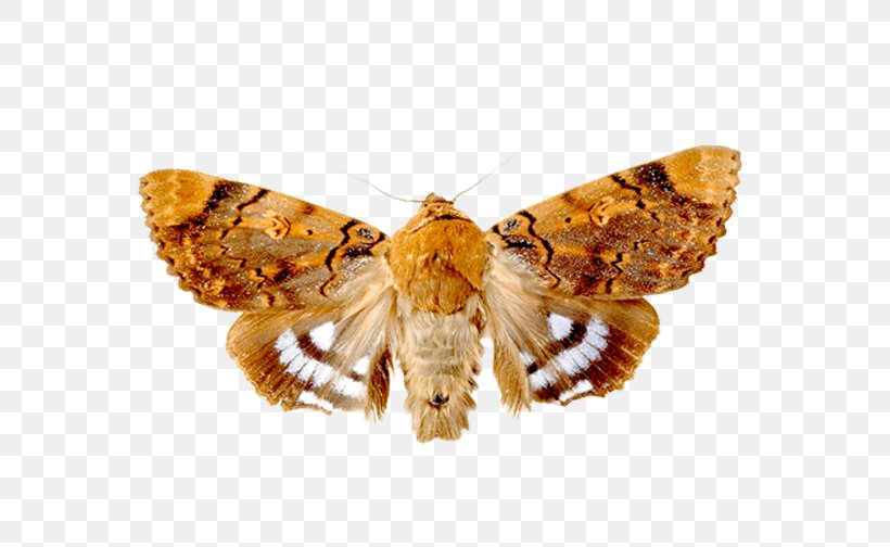 Insect Angoumois Grain Moth Lepidoptera Mole, PNG, 566x504px, Insect, Angoumois Grain Moth, Apartment, Arthropod, Bedbug Download Free