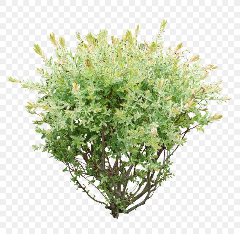 Shrub Clip Art, PNG, 800x800px, Shrub, Grass, Herb, Image Resolution, Plant Download Free