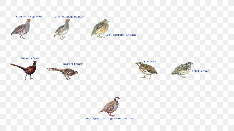 Beak Fauna Ecosystem Wildlife Feather, PNG, 1920x1080px, Beak, Bird, Ecosystem, Fauna, Feather Download Free