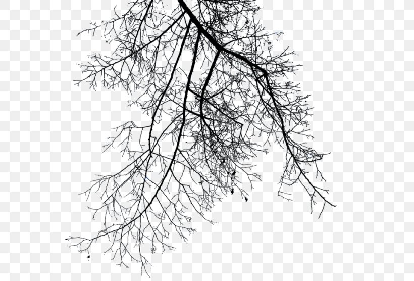 Branch Tree Clip Art, PNG, 768x556px, Branch, Black And White, Clipping, Clipping Path, Drawing Download Free