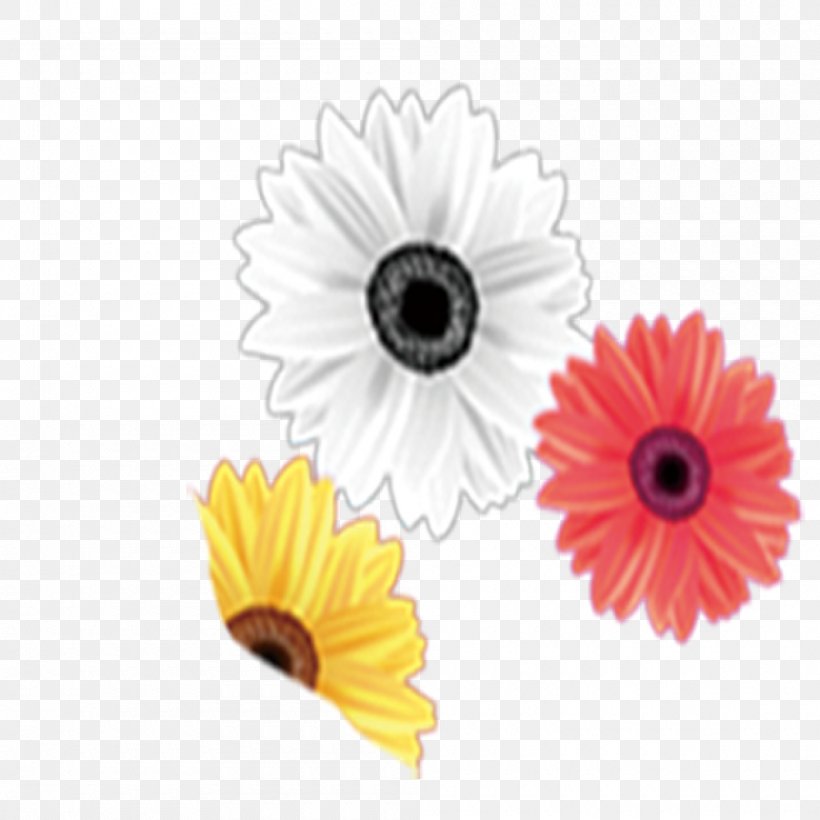 Chrysanthemum Download, PNG, 1000x1000px, Chrysanthemum, Color, Daisy, Daisy Family, Flower Download Free