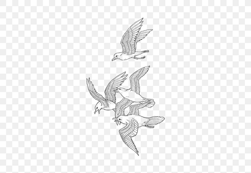 Drawing Bird Sketch, PNG, 564x564px, Drawing, Art, Avatar, Bird, Bird Of Prey Download Free