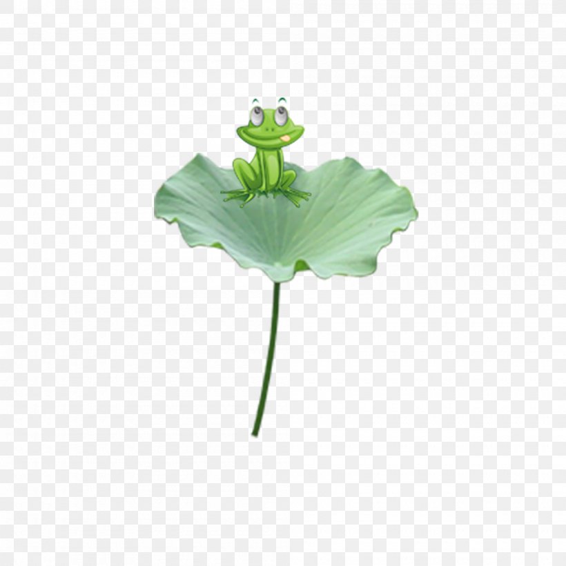 Edible Frog Leaf Nelumbo Nucifera, PNG, 2000x2000px, Frog, Designer, Edible Frog, Green, Leaf Download Free