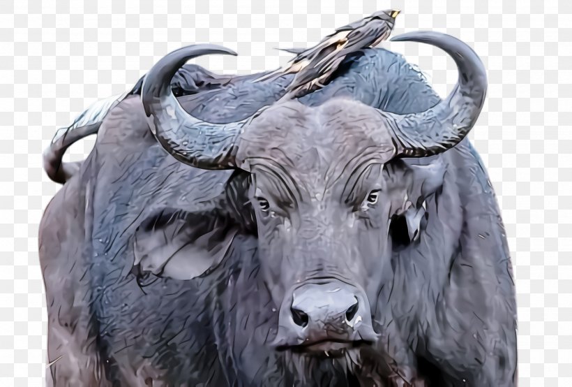 Horn Bovine Water Buffalo Working Animal Bull, PNG, 2000x1352px, Horn, Bovine, Bull, Cowgoat Family, Snout Download Free