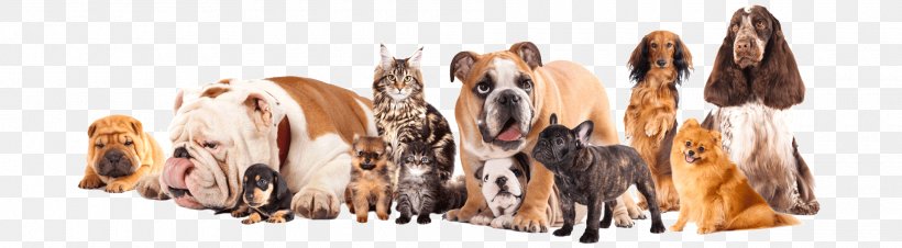Pet Sitting Dog Cat Puppy, PNG, 1920x530px, Pet Sitting, Animal Figure, Cat, Dog, Dog Breed Download Free