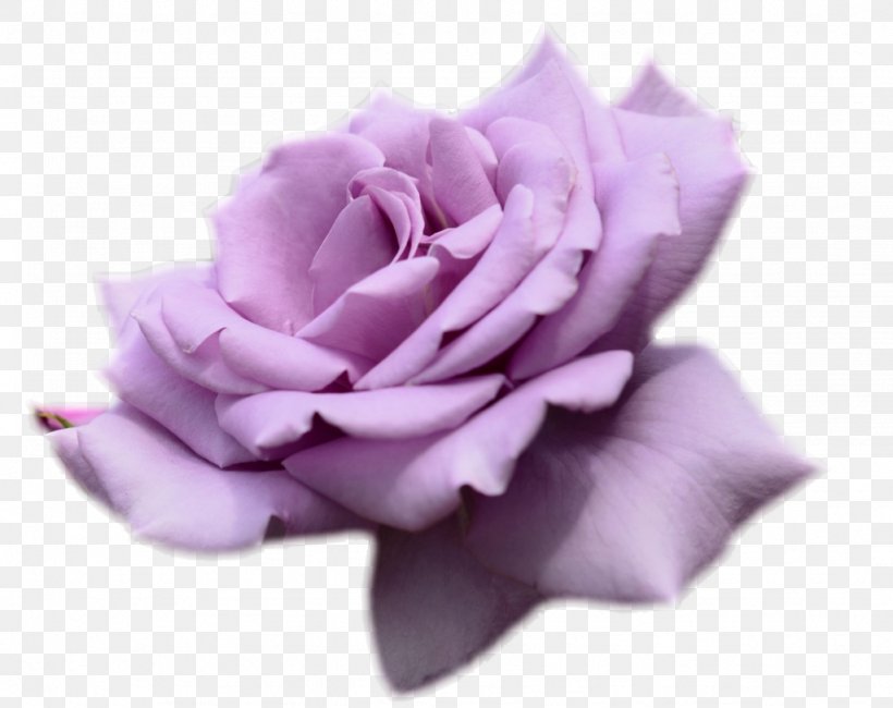 Rose Flower Desktop Wallpaper Purple Lavender, PNG, 1024x812px, Rose, Color, Cut Flowers, Floribunda, Flower Download Free