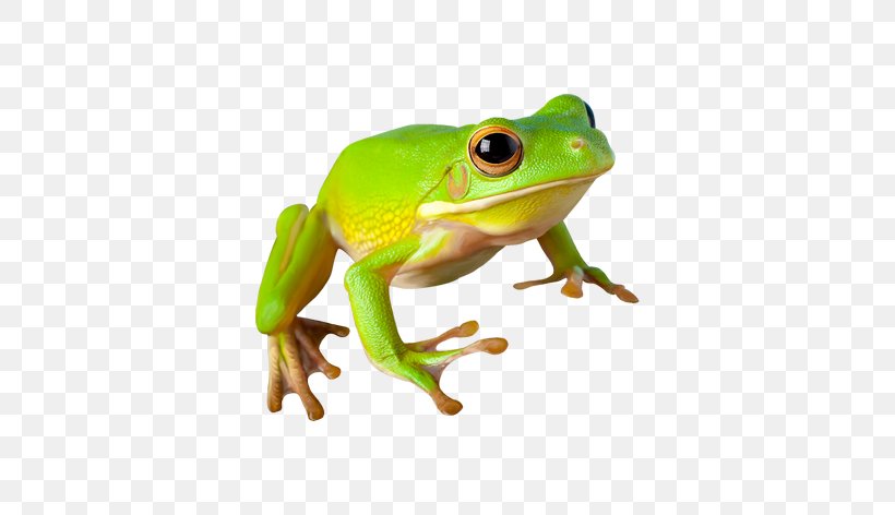 Frog Amphibian Reptile Clip Art, PNG, 556x472px, Frog, Amphibian, Fauna, Gratis, Grenouille Verte Download Free