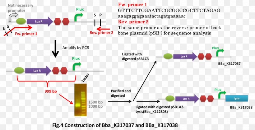 International Genetically Engineered Machine T4 Holin DH5-Alpha Cell Lysis, PNG, 1116x570px, T4 Holin, Area, Autolysis, Bacteriophage, Biobrick Download Free