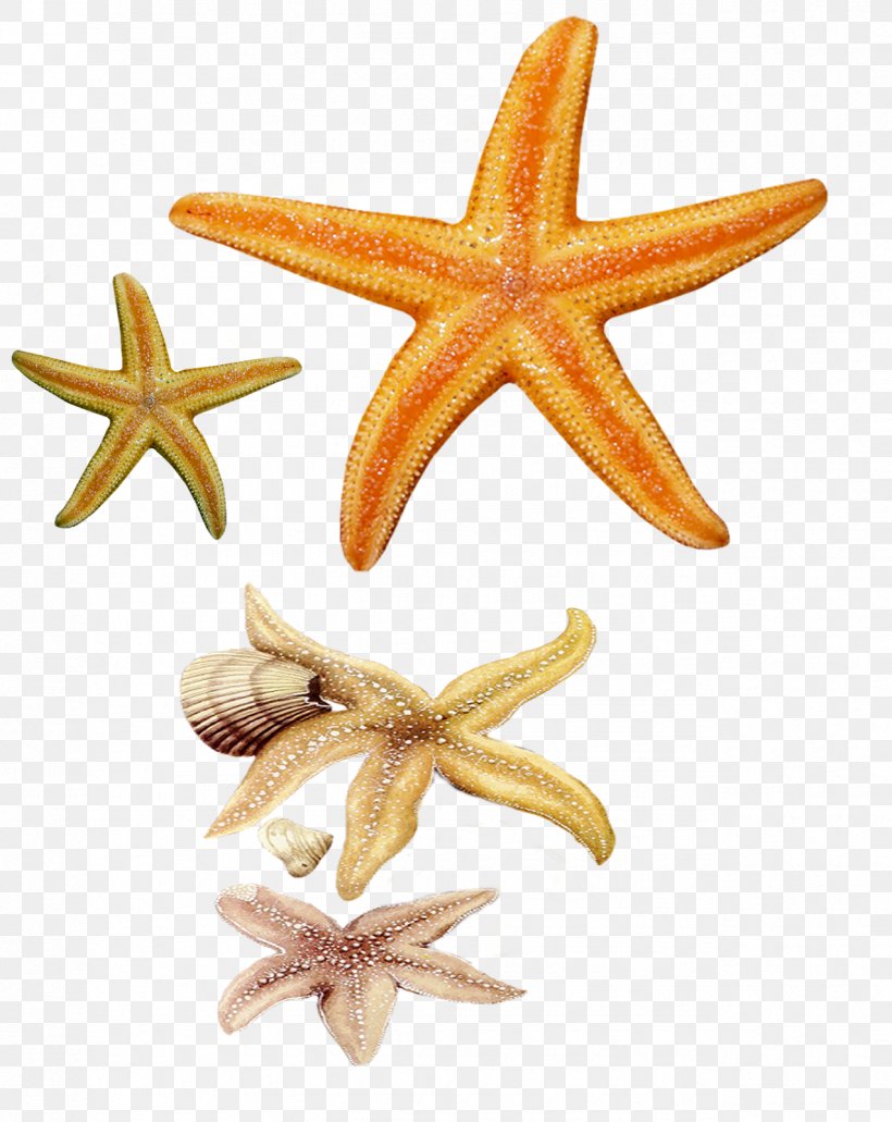 Starfish Echinoderm Clip Art, PNG, 1275x1604px, Starfish, Echinoderm, Fish, Invertebrate, Marine Biology Download Free