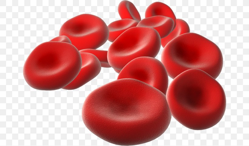 Red Blood Cell Life, PNG, 670x481px, Red Blood Cell, Artery, Biology