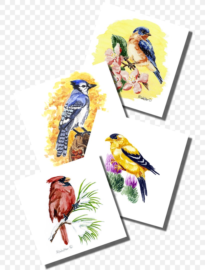 Bird Advertising Macaw Parakeet, PNG, 720x1080px, Bird, Advertising, Art, Arts, Beak Download Free