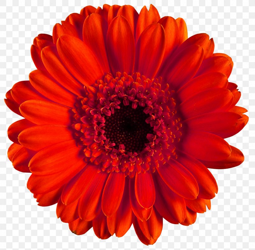 Transvaal Daisy Common Daisy Red Flower Clip Art, PNG, 1154x1134px, Transvaal Daisy, Chrysanths, Color, Common Daisy, Cut Flowers Download Free