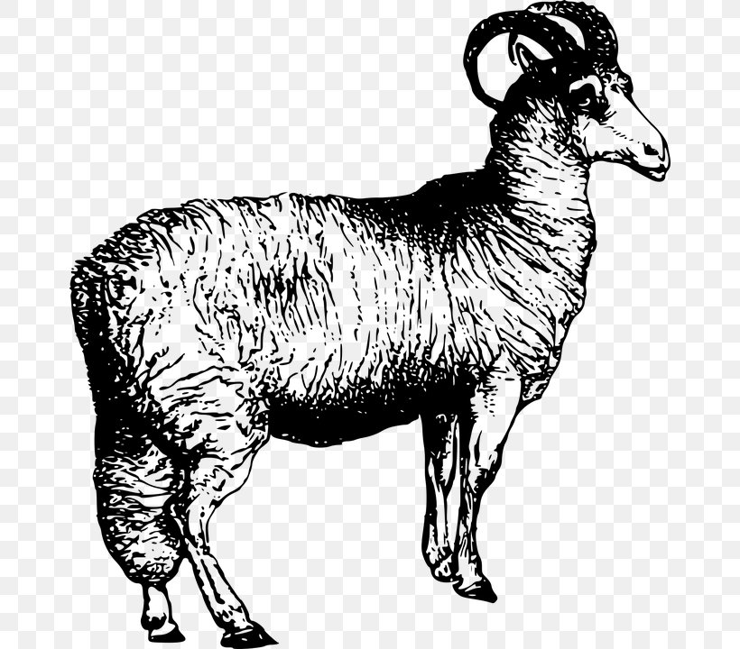Argali Welsh Mountain Sheep Leicester Longwool Sheep Shearing Clip Art, PNG, 666x720px, Argali, Agriculture, Animal Fiber, Animal Figure, Black And White Download Free