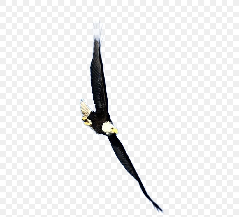 Bird Bald Eagle Hawk, PNG, 392x746px, Bird, Accipitriformes, Bald Eagle, Beak, Bird Of Prey Download Free