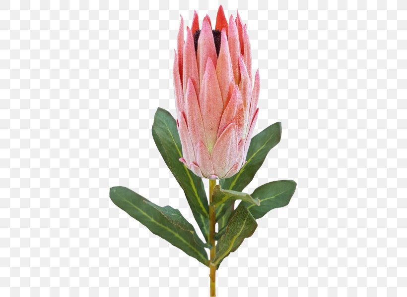 King Protea Cut Flowers Sugarbushes Bud, PNG, 800x600px, King Protea, Artificial Flower, Bud, Color, Cut Flowers Download Free