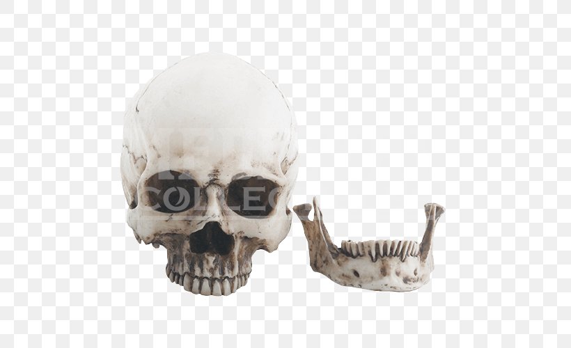 Skull Human Skeleton Figurine Jaw, PNG, 500x500px, Skull, Bone, Figurine, Head, Human Skeleton Download Free