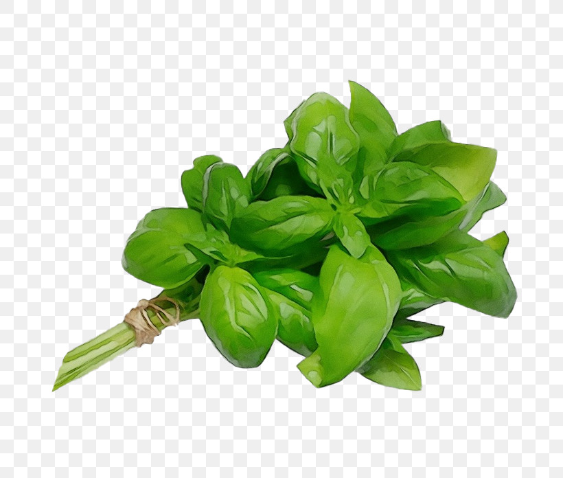 Basil Holy Basil Mediterranean Cuisine Vegetable Aromatic Plant, PNG, 728x696px, Watercolor, Aromatic Plant, Basil, Coriander, Fruit Download Free