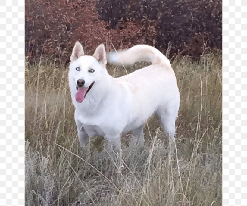 Dog Breed Siberian Husky East Siberian Laika West Siberian Laika Canaan Dog, PNG, 730x684px, Dog Breed, Akita, Berger Blanc Suisse, Canaan Dog, Canadian Eskimo Dog Download Free