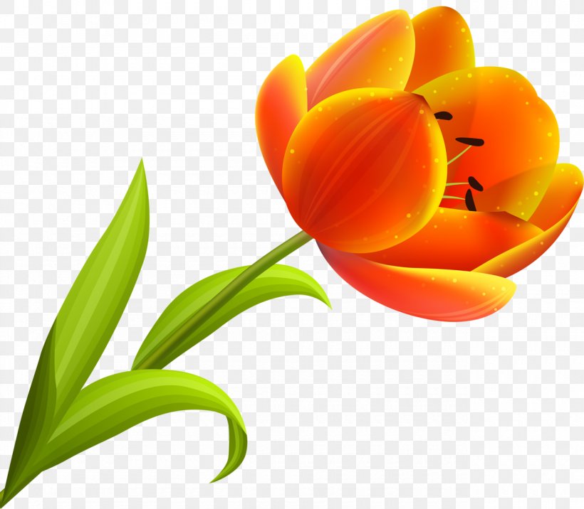 Flower Blossom Petal Orange, PNG, 1280x1119px, Flower, Blossom, Cut Flowers, Flowering Plant, Orange Download Free