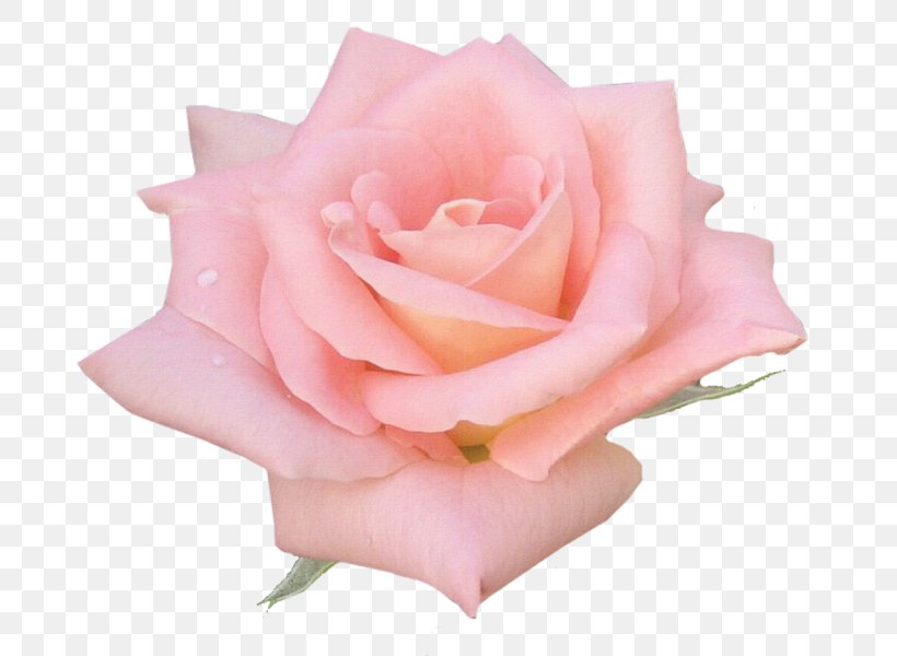 Garden Roses Cabbage Rose Floribunda Pink Flower, PNG, 703x600px, Garden Roses, Cabbage Rose, Chloe Rose, Cut Flowers, Doubleflowered Download Free