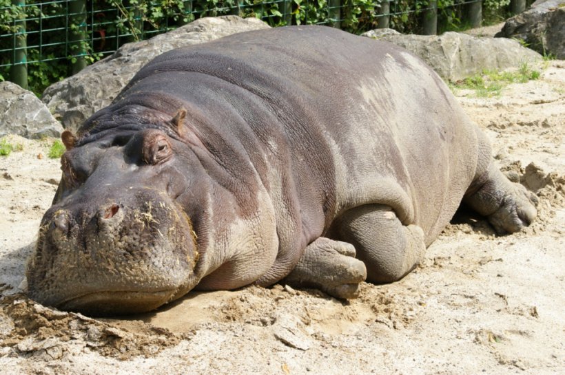 Hippopotamus Hippo: River Horse Crocodile Rhinoceros Desktop Wallpaper, PNG, 1200x799px, Hippopotamus, Animal, Crocodile, Cuteness, Fauna Download Free