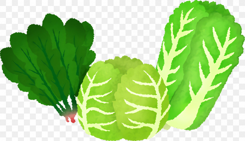 Spring Greens Collard Cabbage Leaf Herb, PNG, 1000x576px, Spring Greens, Biology, Cabbage, Collard, Herb Download Free