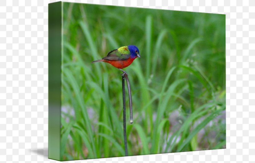 Wren Beak Meadow Fauna Wildflower, PNG, 650x526px, Wren, Beak, Bird, Bluebird, Family Download Free