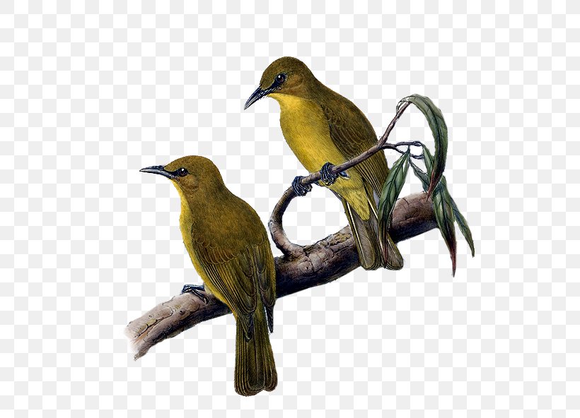 Beak Finches Common Nightingale Fauna Wildlife, PNG, 573x592px, Beak, Bird, Common Nightingale, Fauna, Finch Download Free