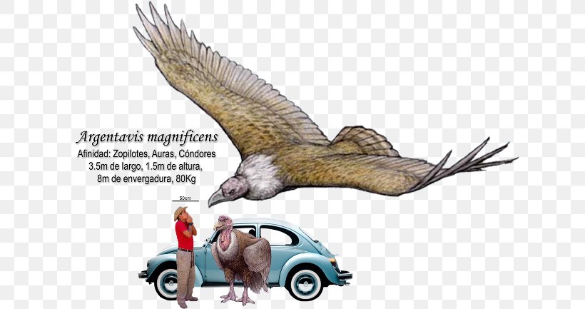 Bird Argentavis Magnificens Teratornis Phorusrhacidae Condor, PNG, 640x433px, Bird, Accipitriformes, Andean Condor, Argentavis Magnificens, Beak Download Free