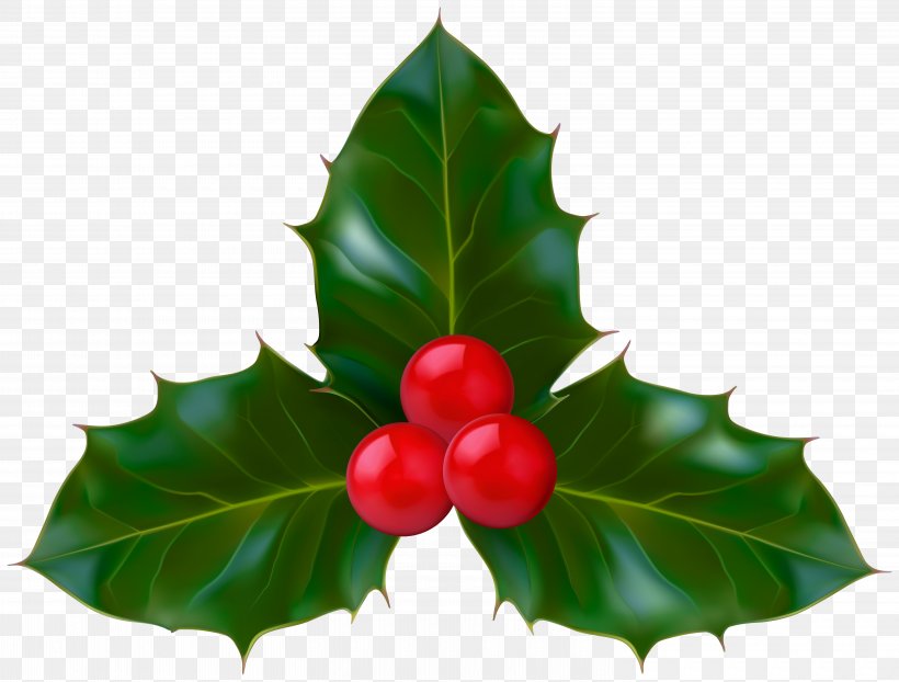 Christmas Decoration Cartoon, PNG, 6000x4555px, Common Holly, American Holly, Aquifoliales, Berry, Christmas Day Download Free