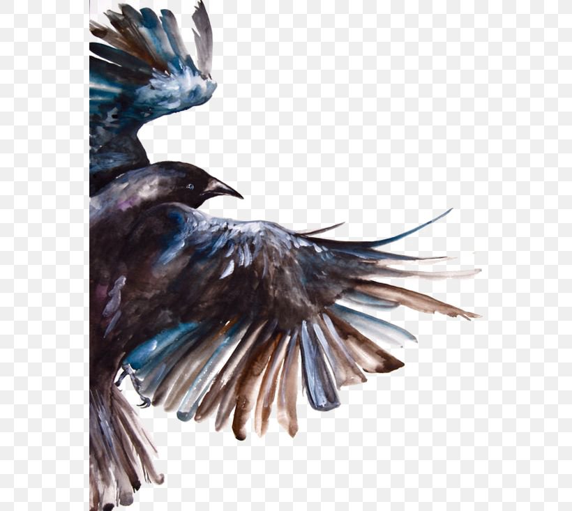 Common Raven Bird Watercolor Painting Flight, PNG, 564x733px, Common Raven, Art, Beak, Bird, Black And White Download Free